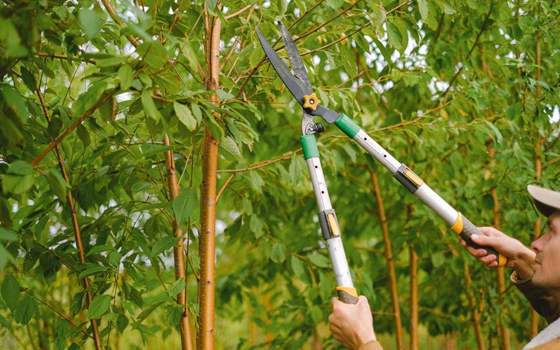 Tree trimming in Paloma, IL
